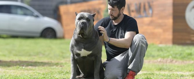 BUY-CANE-CORSO-IN-BOLTON-ENGLAND