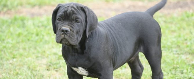 BUY-CANE-CORSO-IN-BLACKPOOL
