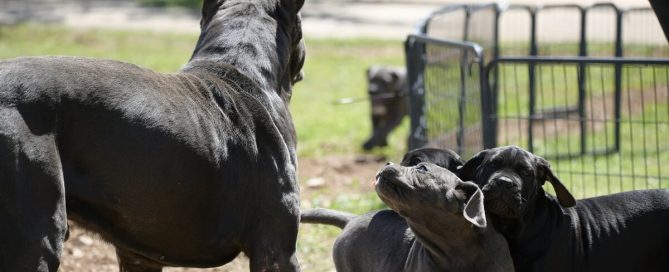 BUY-CANE-CORSO-IN-GLOCESTER