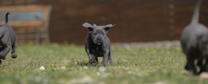 BUY-CANE-CORSO-IN-IPSWICH
