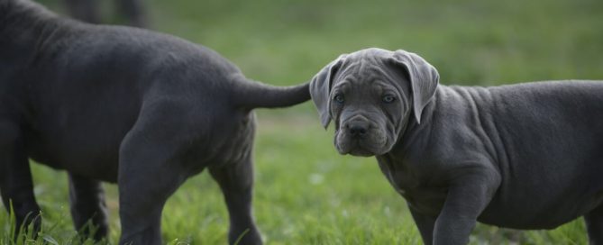 BUY-CANE-CORSO-IN-PETERBOROUGH-ENGLAND
