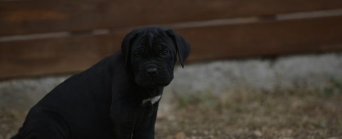 BUY-CANE-CORSO-IN-STOCKPORT