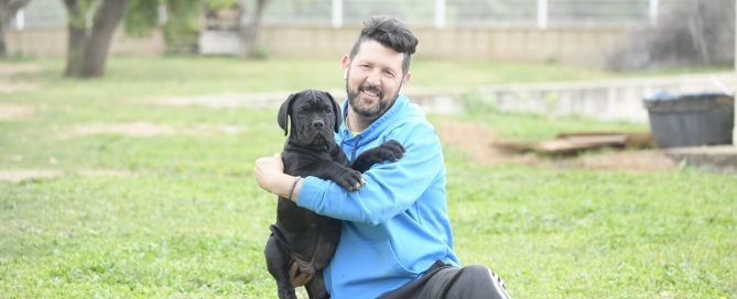 BUY-CANE-CORSO-IN-TELFORD