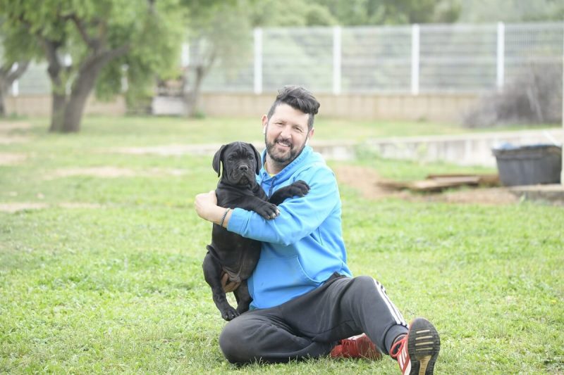 Cane Corso breed in Telford and the world, the most balanced Cane
