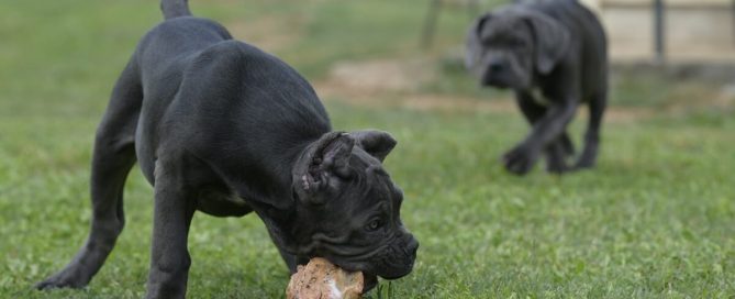 BUY-CANE-CORSO-IN-WATFORD