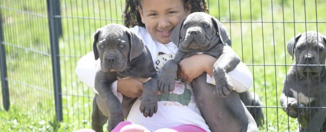 BUY-CANE-CORSO-IN WET-BROMWICH