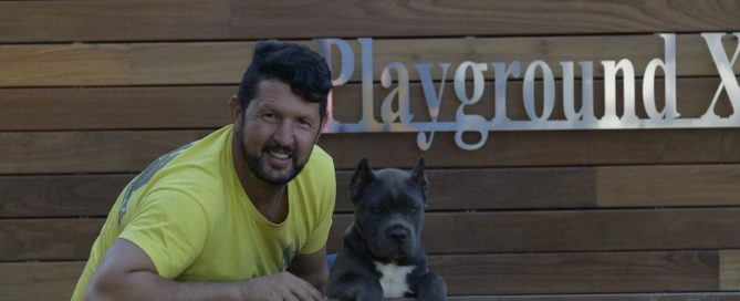 BUY-CANE-CORSO-IN-YORK