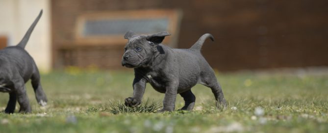 BUY-CANE-CORSO-MIDDLESBROUGH