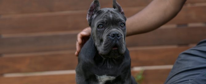 BUY-CANE-CORSO-IN-ALABAMA