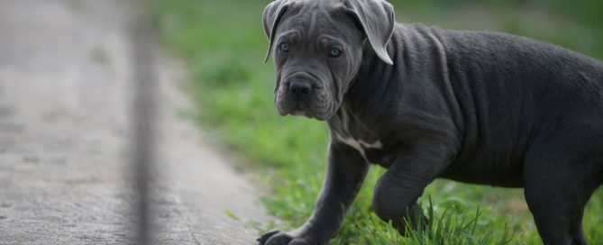 BUY-CANE-CORSO-IN-COLCHESTER