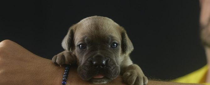 BUY-CANE-CORSO-IN-EASTBOURNE