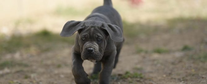 BUY-CANE-CORSO-IN-EXETER