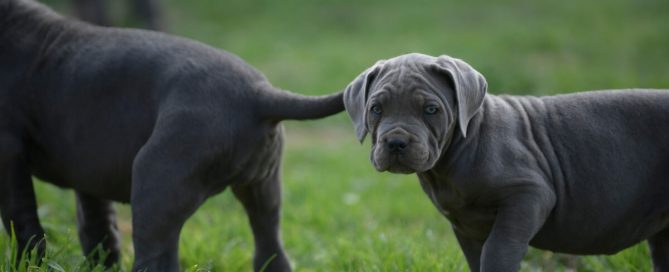 BUY-CANE-CORSO-IN-OLDHAM