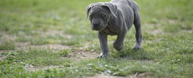 BUY-CANE-CORSO-IN-ROTHERHAM