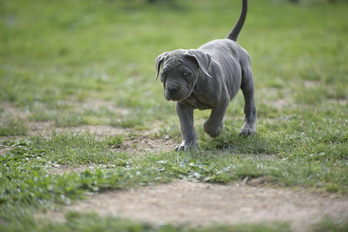 BUY-CANE-CORSO-IN-ROTHERHAM