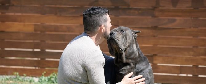 BUY-CANE-CORSO-IN-SAINT-HELENS