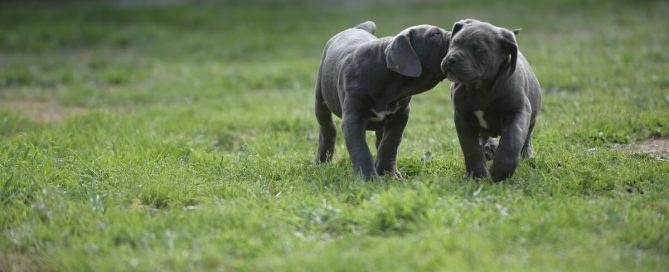 BUY-CANE-CORSO-IN-SUTTON-COLDFIELD
