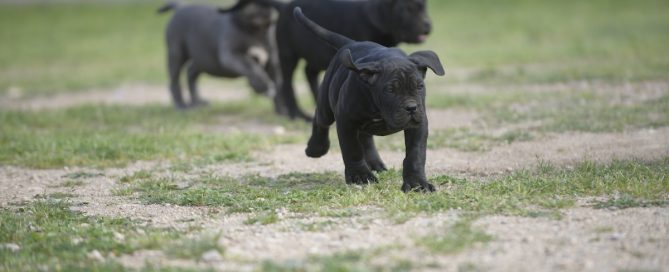 BUY-CANE-CORSO-IN-TENESSEE