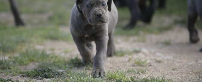 BUY-CANE-CORSO-INCRAWLEY