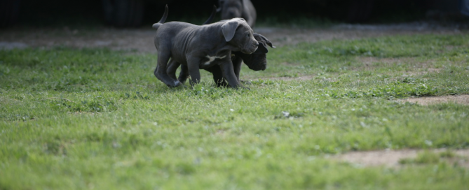 BUY-CANE-CORSO-IN-KENTUCKY