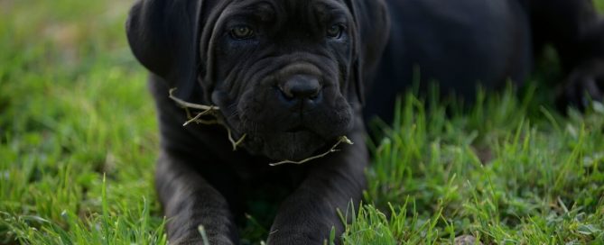 BUY-CANE-CORSO-IN-MISSISSIPPI