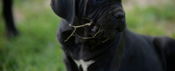 BUY-CANE-CORSO-IN-NEVADA