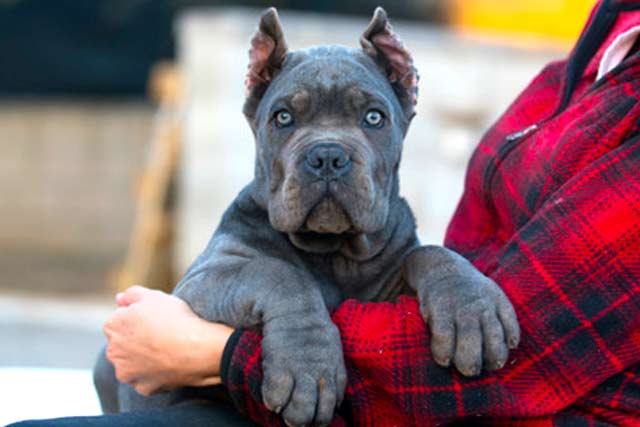 buy cane corso puppies male for sale