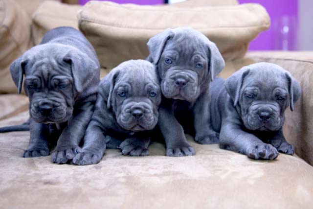 The cane corso, the best dog Do you a puppy?