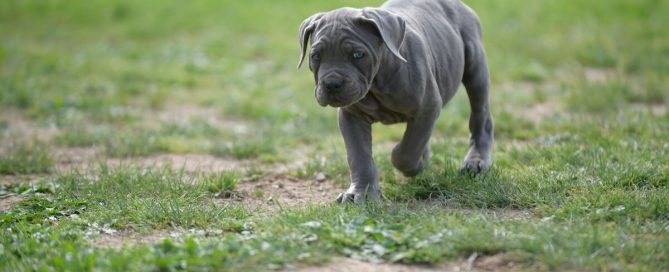 BUY-CANE-CORSA-IN-OLYMPIA