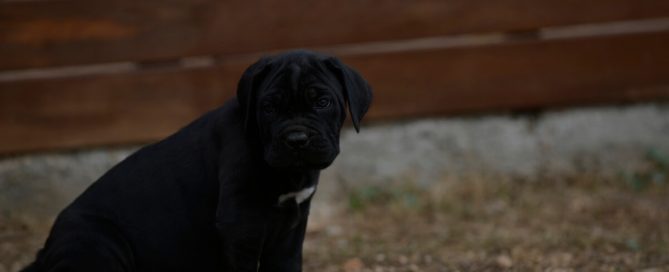 BUY-CANE-CORSO-IN-CARSON-CITY