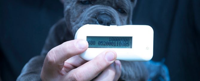 BUY-CANE-CORSO-IN-CHARLESTON