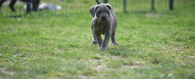 BUY-CANE-CORSO-IN-JEFFERSON-CITY