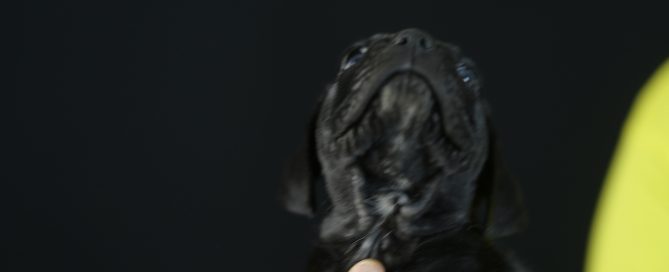 BUY-CANE-CORSO-IN-LANSING