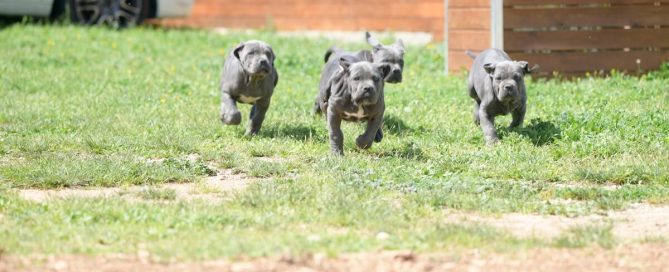 BUY-CANE-CORSO-IN-MADISON