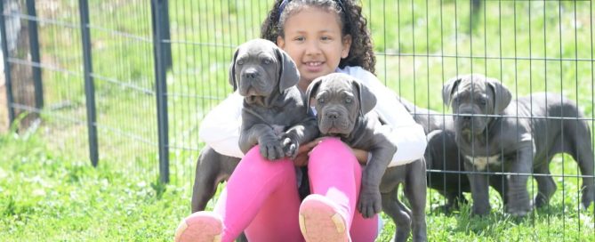 BUY-CANE-CORSO-IN-PROVIDENCE