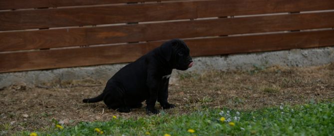 BUY-CANE-CORSO-IN-TOPEKA