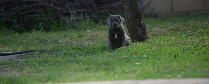 BUY-CANE-CORSO-IN-TRENTON