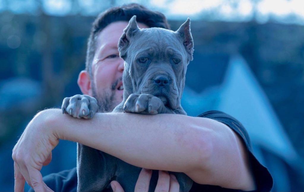 cane corso for sale uk