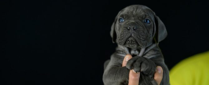 BUY-CANE-CORO-IN-COLUMBIA