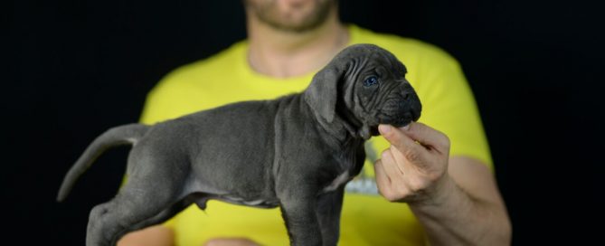 BUY-CANE-CORSO-IN-ANNAPOLIS