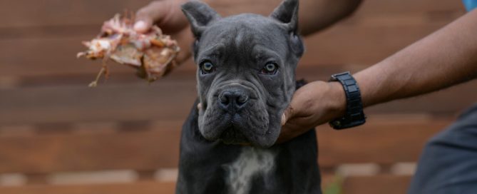 BUY-CANE-CORSO-IN-BISMARK
