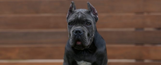 BUY-CANE-CORSO-IN-CHEYENNE