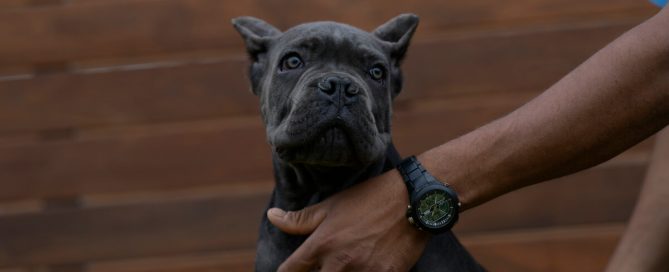 BUY-CANE-CORSO-IN-CHICAGO