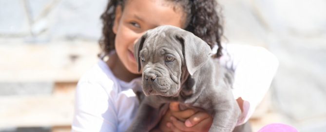 BUY-CANE-CORSO-IN-FARGO