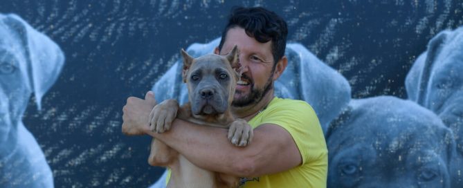 BUY-CANE-CORSO-IN-JUNEAU