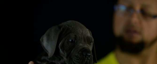 BUY-CANE-CORSO-IN-PIERRE