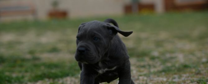 BUY-CANE-CORSO-IN-SEATTLE