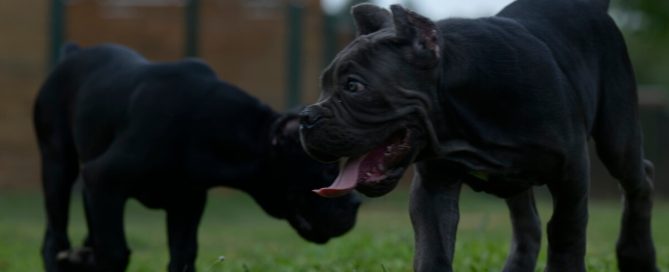 BUY-CANE-CORSO-IN-WILMINGTON