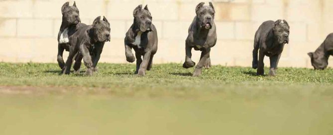 COMPRAR-CANE-CORSO-EN-AGUASCALIENTES
