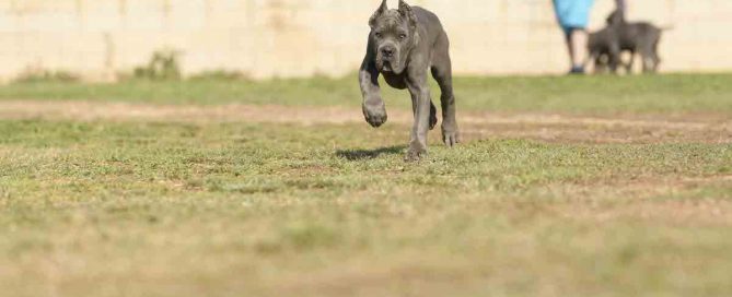 COMPRAR-CANE-CORSO-EN-HERMOSILLO